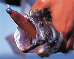 Flounder with bait