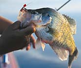 The Crappie