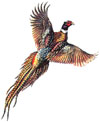 Pheasant